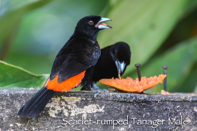 Scarlet-rumped Tanager Male