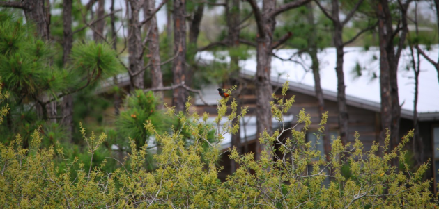 Zooming in on the Orchard Oriole.