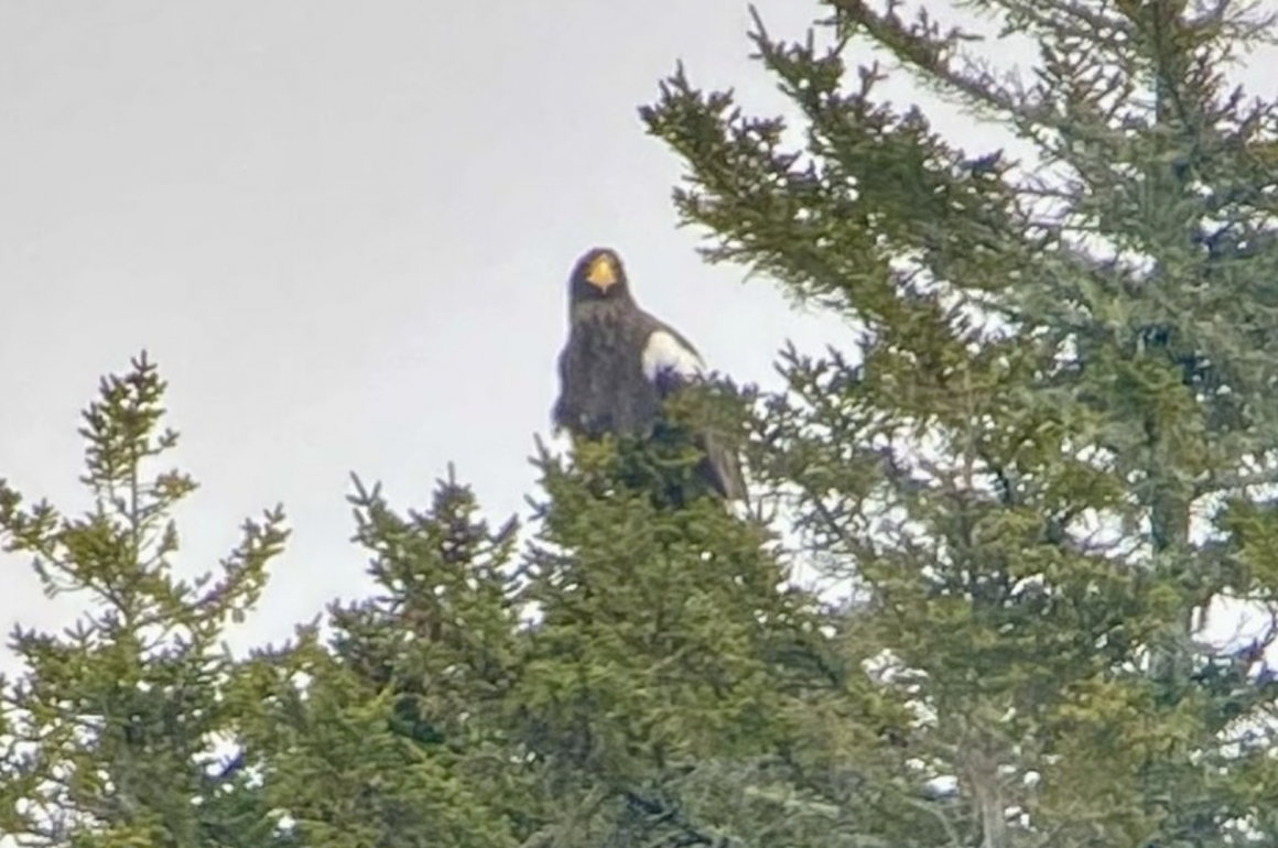 steller's sea eagle perched in a pine