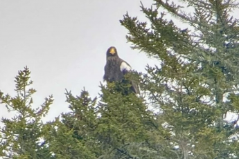 steller's sea eagle perched in a pine