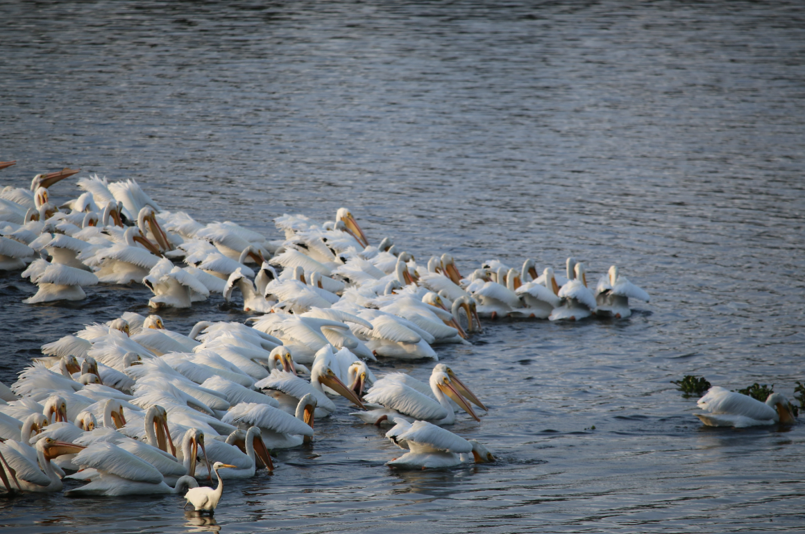 Flock of American White Pelicans floating on the water.