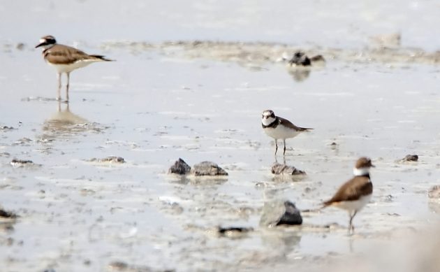 Animalstuffstore Semipalmated-Plover-among-Killdeers-Capacho-October-2022-630x389 Pretty by the Lake – 10,000 Birds Bird  