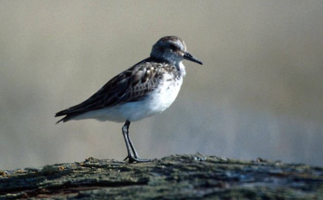 Semipalmated Sandpiper by Tim Bowman, USFWS