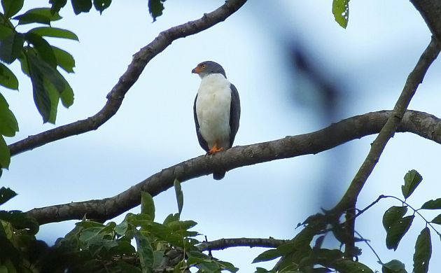 semiplumbeous-hawk