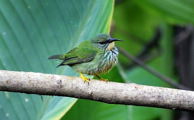 shining-honeycreeper