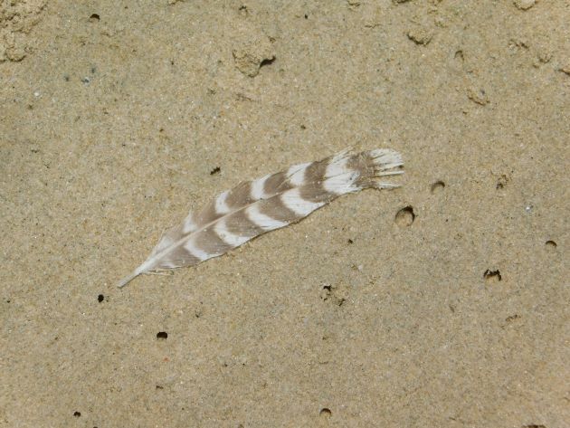 Animalstuffstore Shorebird-feather Broome Surf Membership to Gantheaume Level – 10,000 Birds Bird  