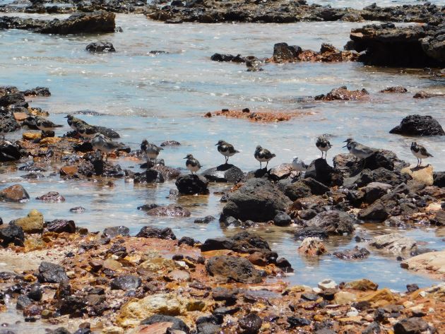 Animalstuffstore Shorebirds-1-3 Broome Surf Membership to Gantheaume Level – 10,000 Birds Bird  