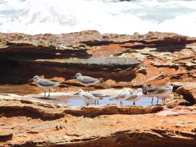 Animalstuffstore Shorebirds-5 Broome Surf Membership to Gantheaume Level – 10,000 Birds Bird  