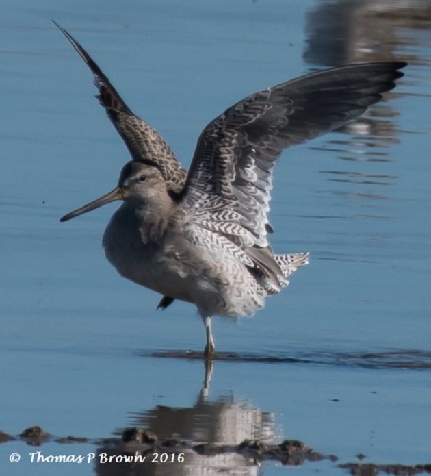 short-billed-dowitcher