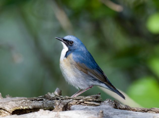 Animalstuffstore Siberian-Blue-Robin_DSC3469_Nanhui_May-01-2023-630x468 Birding Shanghai in Might 2023 – Half 1 – 10,000 Birds Bird  