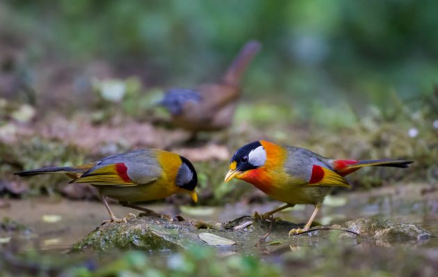 Animalstuffstore Silver-eared-Mesia_DSC0042_Nonggang-Dec-28-2022-630x398 Birding Nonggang, Guangxi, China – half 1 – 10,000 Birds Bird  