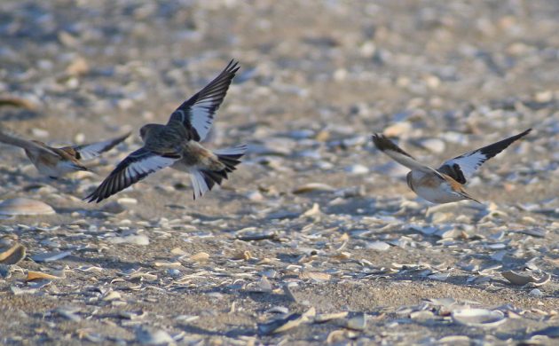 snow-buntings-in-flight