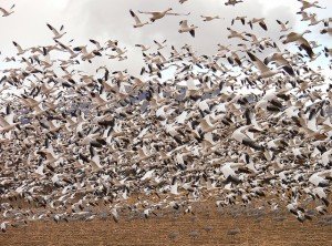 Flock of Snow Geese