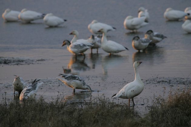 Snow Geese, USFWS