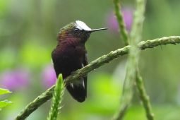 New Birding Site in Costa Rica: Snowcaps, Raptors and More!
