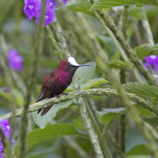 Animalstuffstore Snowcap_2-630x630 Rancho Naturalista Lodge, Costa Rica, or When Harry Met Mercedes – 10,000 Birds Bird  