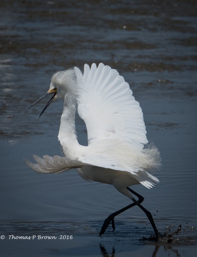 snowy-egret-1