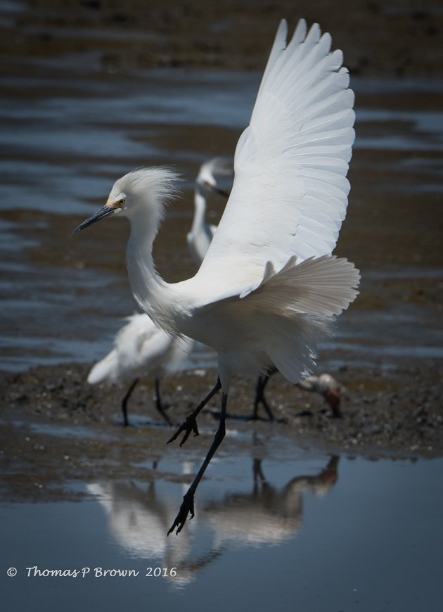 snowy-egret-2