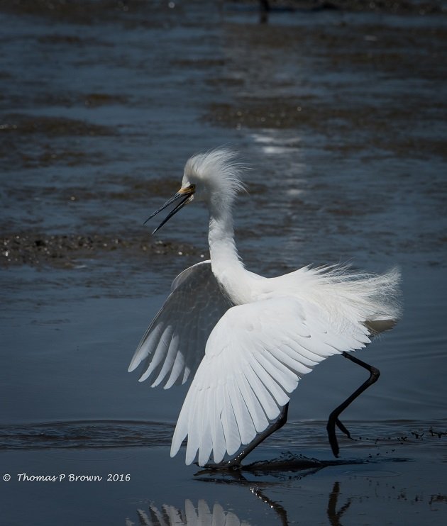 snowy-egret-3