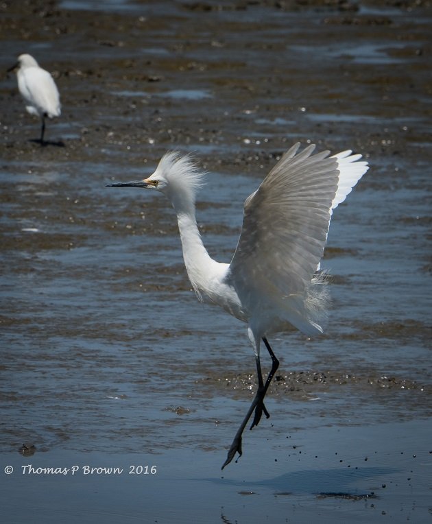 snowy-egret-4