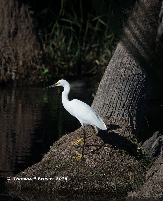 snowy-egret