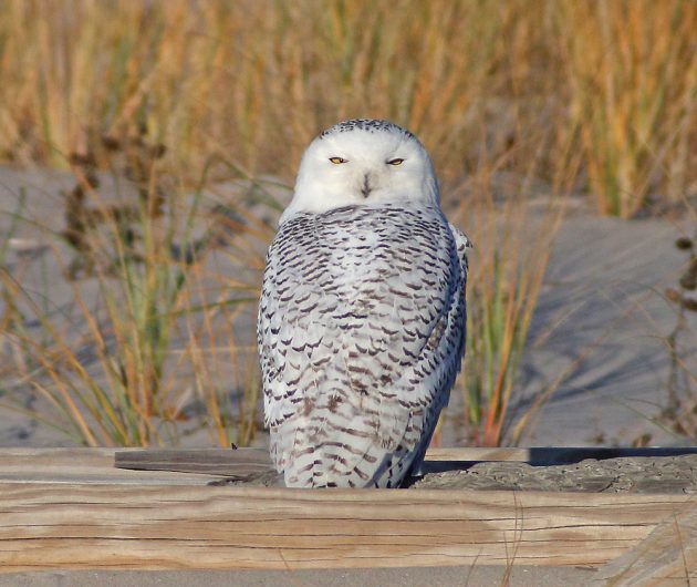 snowy-owl