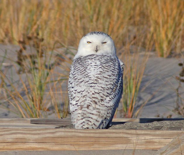 snowy-owl