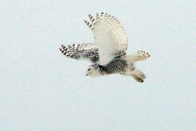 Snowy Owl by Kate Ter Haar