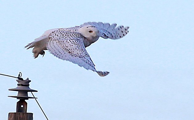 Fly or Die IO - Snowy Owl Fail Fly or Die IO - Snowy Owl Fail Jumping back into Fly or Die IO for another round of crazy flying shenanigans. We