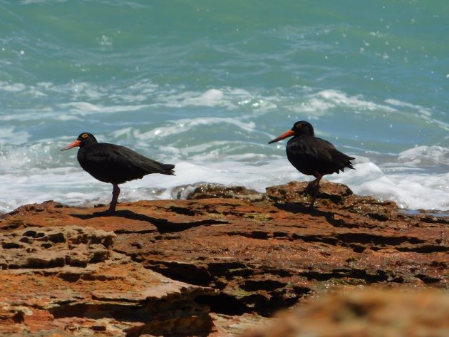 Animalstuffstore Sooty-Oystercatchers-5 Broome Surf Membership to Gantheaume Level – 10,000 Birds Bird  