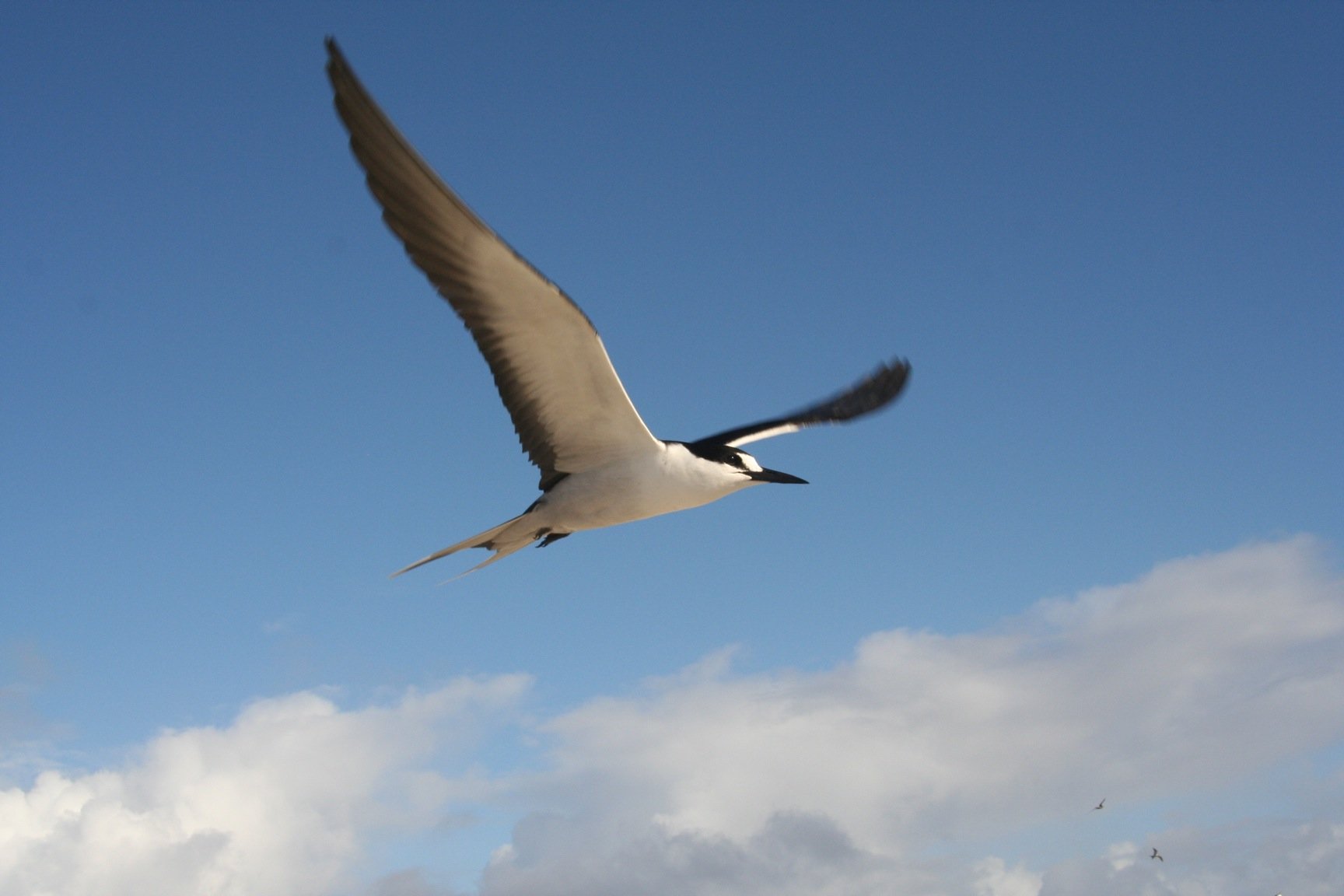 Seabird Kragero. Largens Terns and Skimmer in Flight Birds. Tern u Taran. Largens Terns and Skimmer in Flight Birds of Kenya and Northern. Журавли 0.5