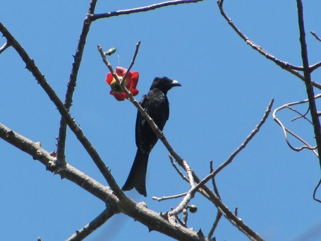 spangled-drongo