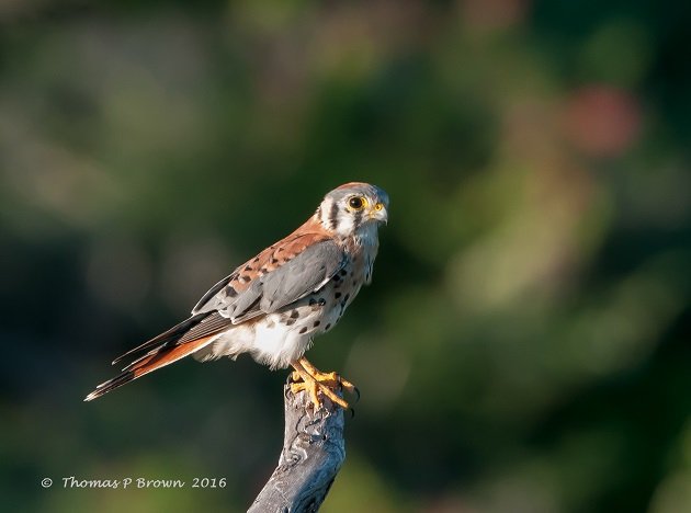 sparrow-hawk