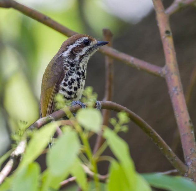 Animalstuffstore Speckled-Piculet_DSC0849_Tongli-Wetland-Park-Apr-10-2023-630x614 Birding Tongli Wetland Park – 10,000 Birds Bird  