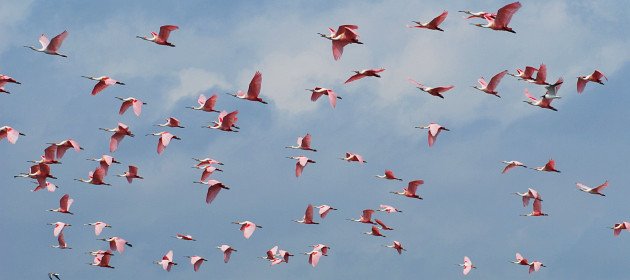 Roseate Spoonbills