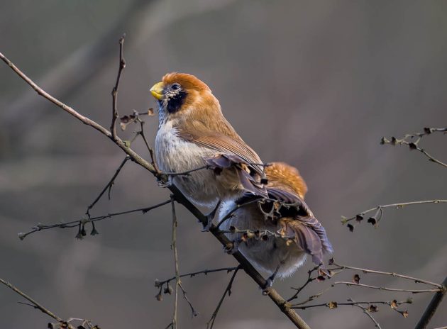 Animalstuffstore Spot-breasted-Parrotbill_DSC6459_Yibin-Feb-03-2023-630x464 Birding Yibin, Sichuan – 10,000 Birds Bird  
