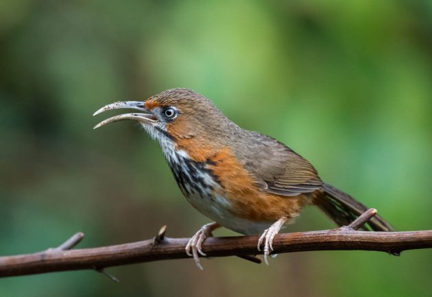 Red-capped Robin - eBird