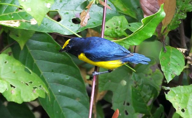 spot-crowned-euphonia-male