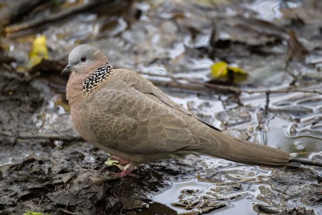Spotted Dove DSC1043 Tianmashan Feb 20 2023 1