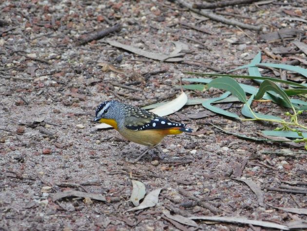 Animalstuffstore Spotted-Pardalote Serendip Sanctuary, Victoria – 10,000 Birds Bird  