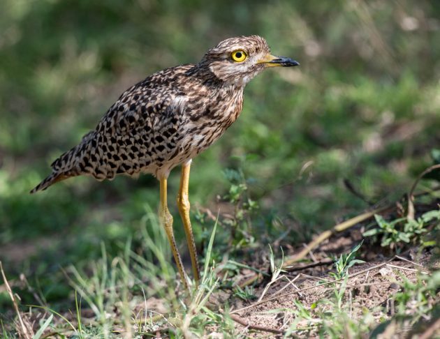 Animalstuffstore Spotted-Thickknee_DSC6442_Ndumo-Nov-2018-630x486 Birding the Ndumo space, South Africa – 10,000 Birds Bird  