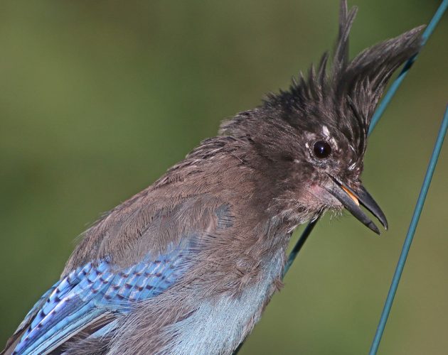 Steller's Jay