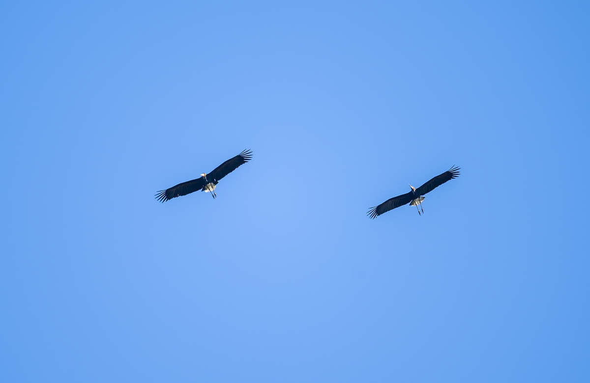 storm-s-stork-10-000-birds