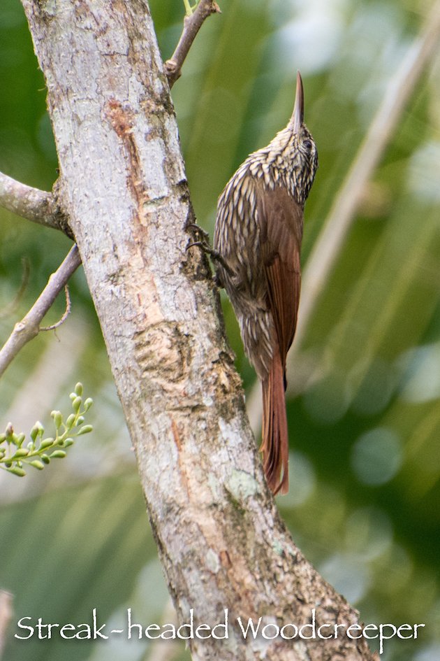 Streak-headed Woodcreeper