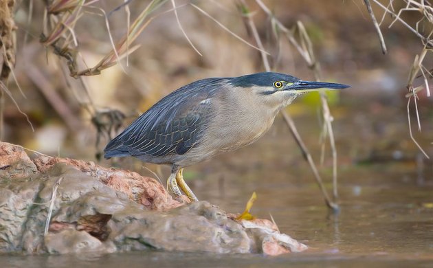 Striated Heron