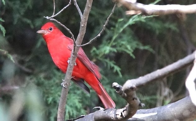 Animalstuffstore Summer-Tanager-Jesus-del-Monte-December-2022-630x389 Why You Ought to Make Mates with Biologists – 10,000 Birds Bird  
