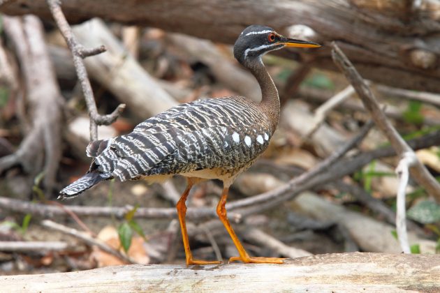 Sunbittern