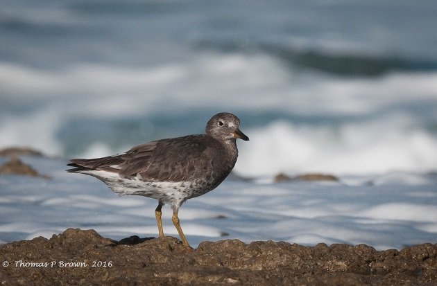 surfbirds-1