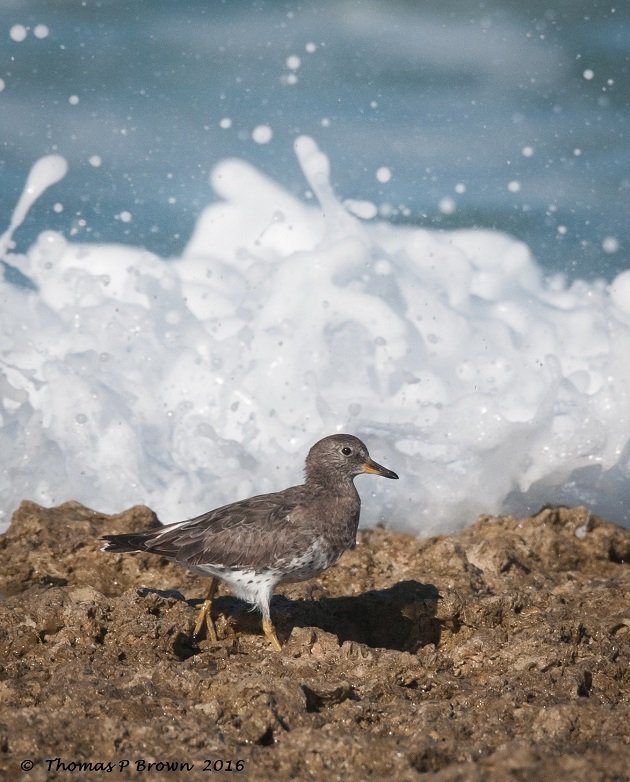 surfbirds-2