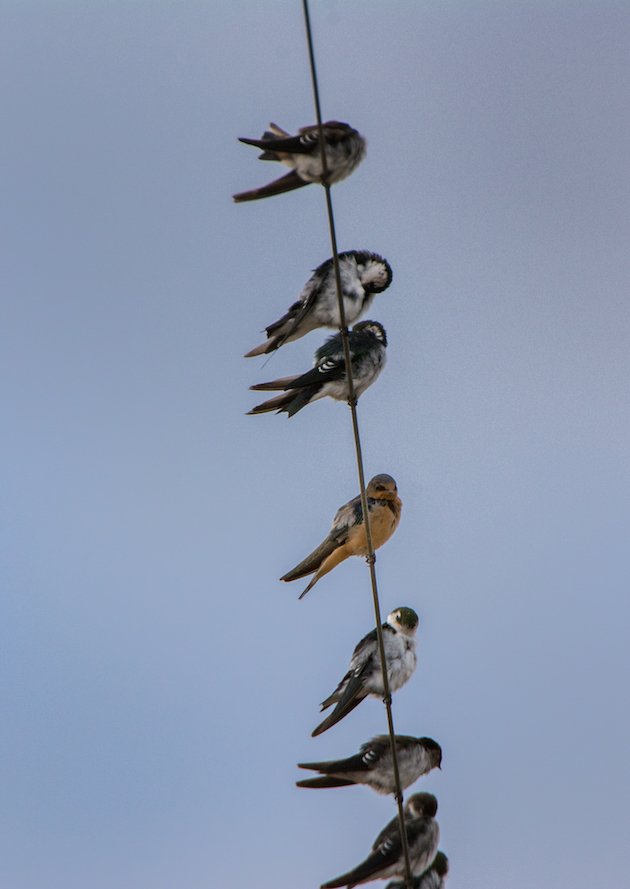 Swallows On A Wire